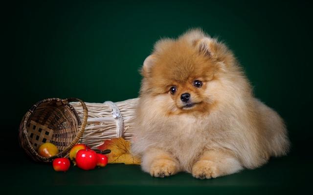 古牧犬适合家养吗（古牧犬优缺点）