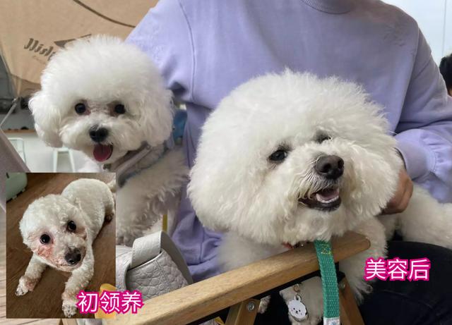 凯利蓝梗犬图片大全（凯利蓝梗幼犬）