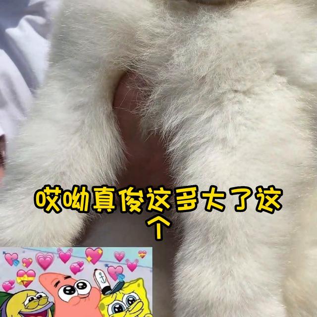 萨摩耶幼犬一般多少钱一只男生？萨摩耶幼犬一般多少钱一只男生养！