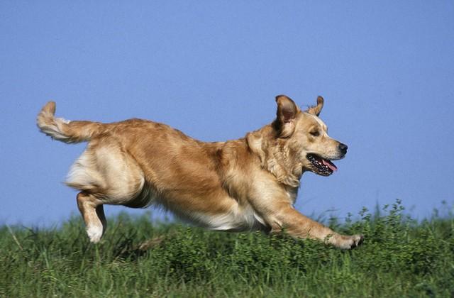 马尔济斯犬有多贵？马尔济斯小型犬价格！