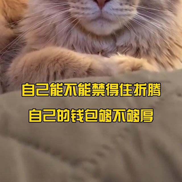 十大名贵猫排名？建议穷人养的10种猫！