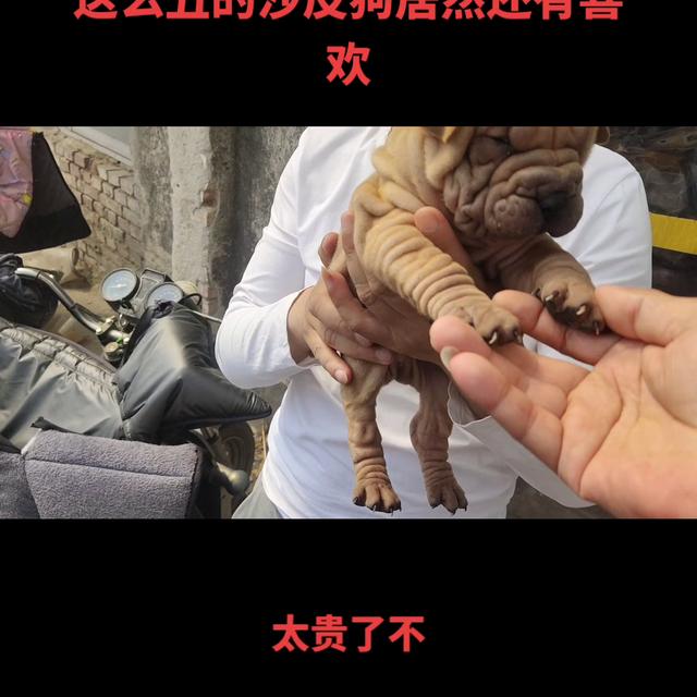 沙皮狗图片大全可爱图片？法斗犬！