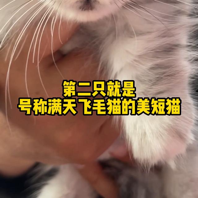 美短猫多少钱一只幼崽矮脚？美短猫多少钱一只幼崽白色！