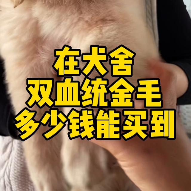 金毛犬多少钱一只幼崽纯种？金毛犬大概价格！