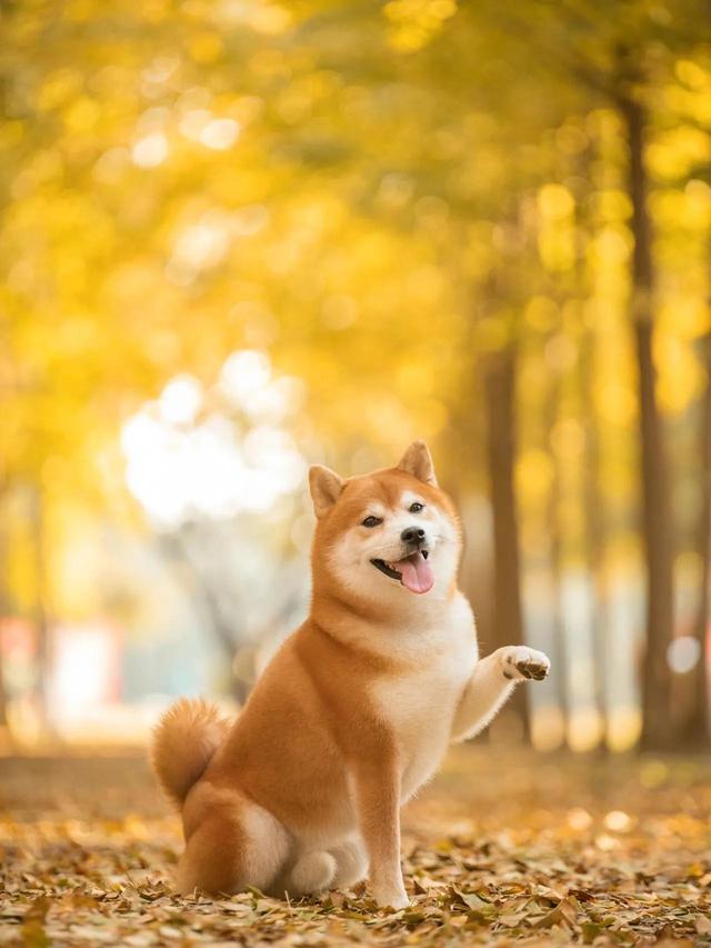 贵妇犬图片大全发型？贵妇犬图片大全发型女！