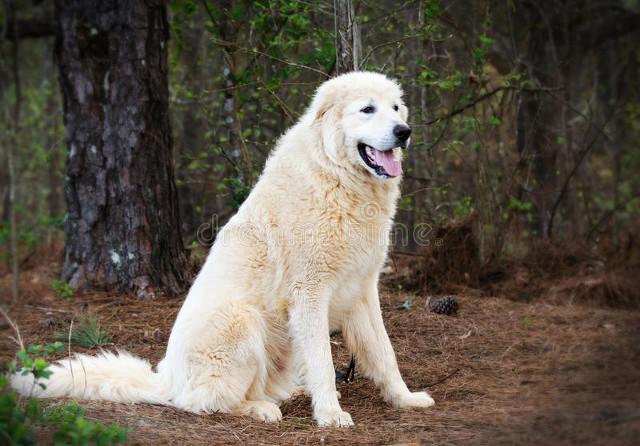 大白熊犬在中国禁养吗？大白熊犬多少钱一只！