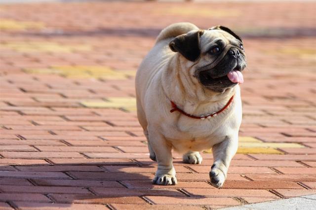 法斗犬？养巴哥犬最大的忌讳！