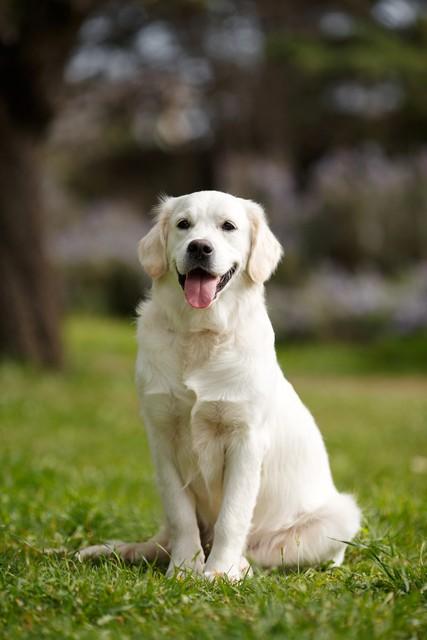 市面上拉布拉多幼犬多少钱一只？拉布拉多犬多少元一只！