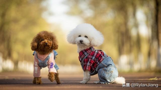 泰迪犬价格大概多少钱一只幼犬？泰迪犬价格大概多少钱一只图片！