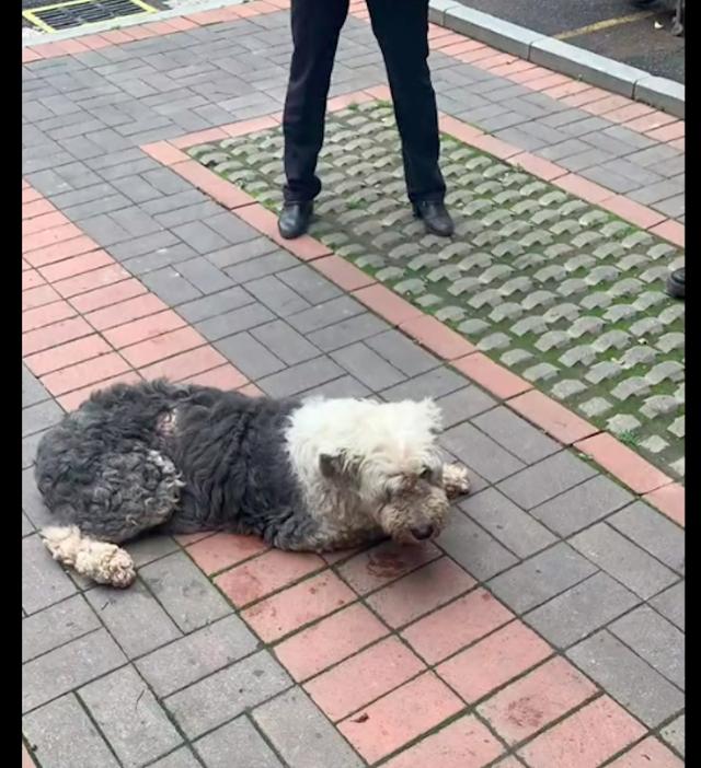 英国古牧犬多少钱一只啊？英国古牧犬价格！