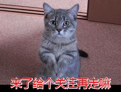 加菲猫价格多少钱一只血统纯正？为什么不建议养加菲猫！
