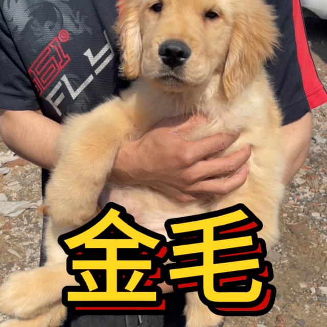 金毛犬多少钱一只幼崽知乎？金毛犬多少钱一只幼崽宠物店！