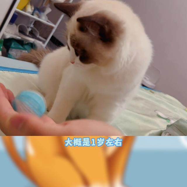 布偶猫多少钱一只纯种幼崽图片？布偶猫多少钱一只纯种幼崽图片大全！