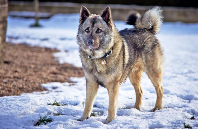 圣伯纳犬多少钱一只？圣伯纳幼犬大概多少钱！