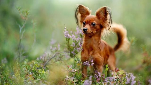 约克夏犬多少钱一只幼崽？约克夏犬多少钱一只！