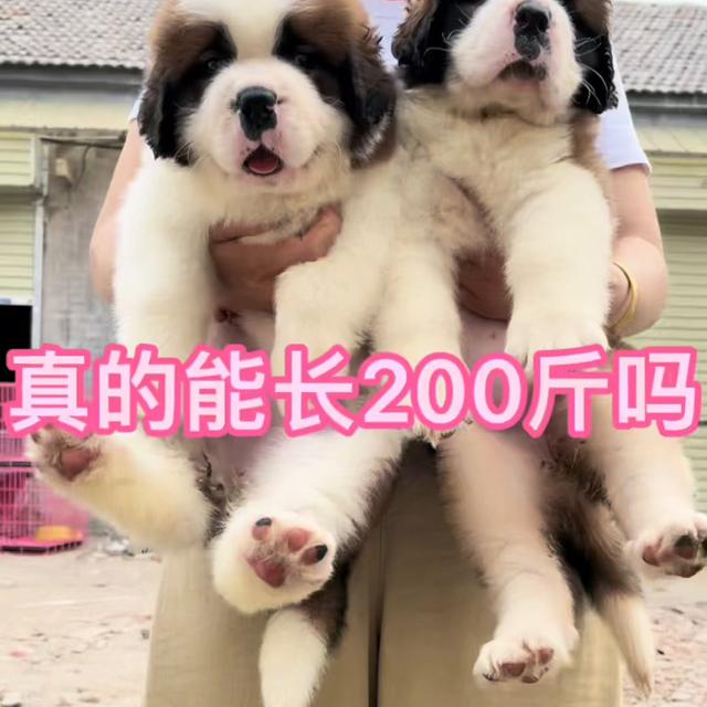 圣伯纳犬？圣伯纳犬多少钱一只！