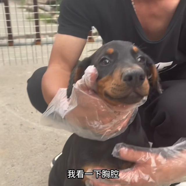 杜宾犬价格多少钱一只纯种？杜宾犬价格多少钱一只纯种图片！