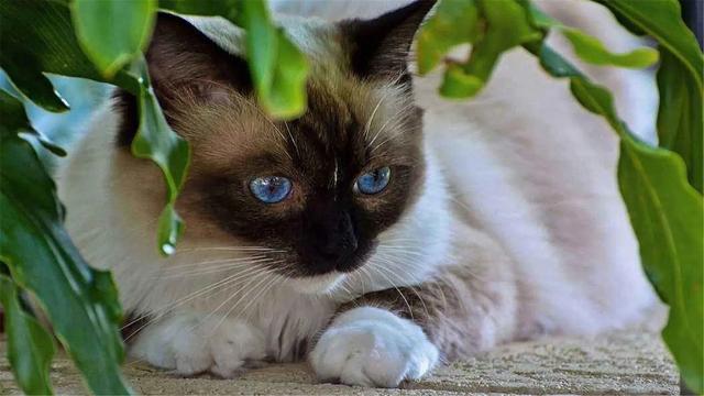 暹罗猫价格多少钱一只幼猫？暹罗猫价格多少钱一只幼猫图片！