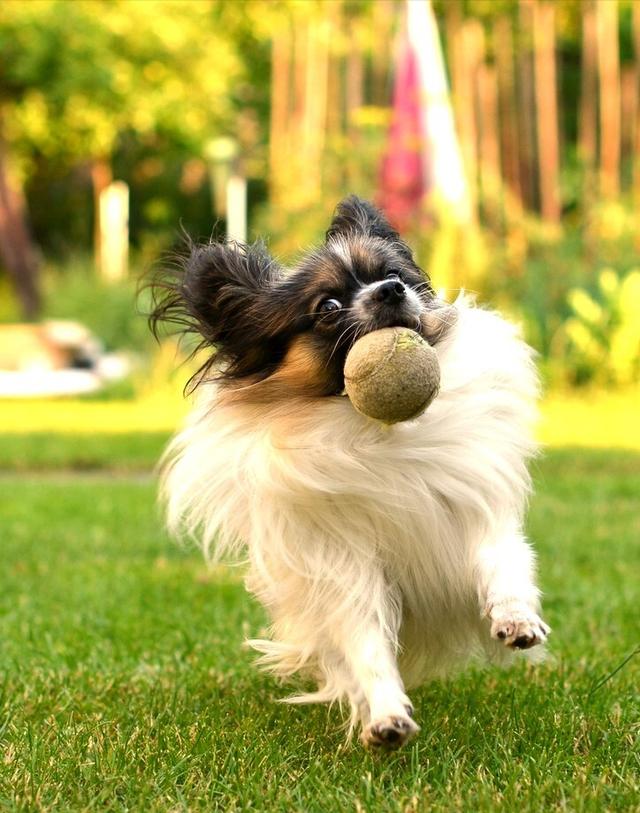 蝴蝶犬价格多少钱一只？蝴蝶犬价格多少钱一只马尔济斯！