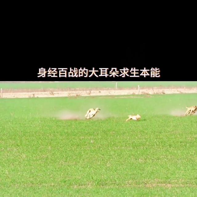 格力犬价格多少钱一只幼犬？格力犬价格多少钱一只幼犬图片！