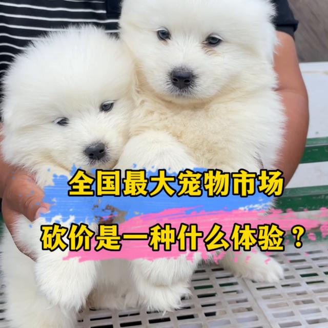 萨摩耶幼犬一般多少钱一只男生？萨摩耶幼犬一般多少钱一只男生养！