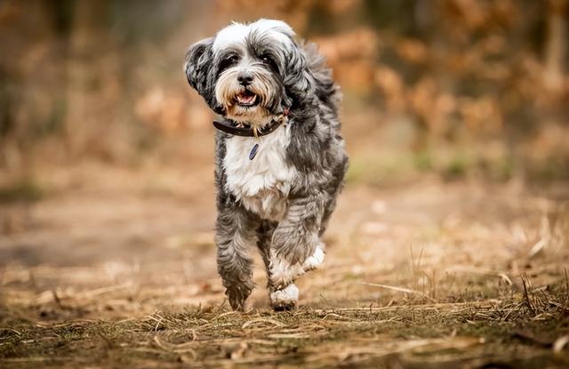 圣伯纳犬多少钱一只？圣伯纳幼犬大概多少钱！