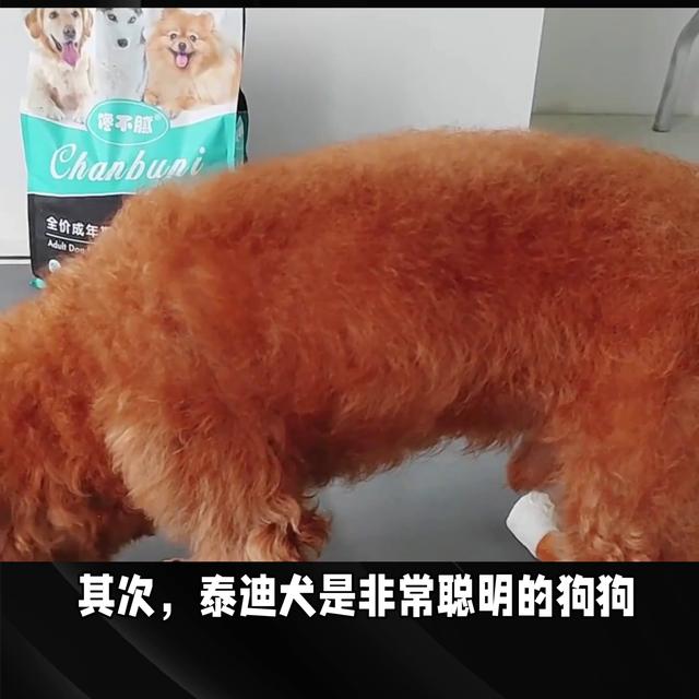 泰迪犬价格大概多少钱一只啊？泰迪犬价格多少钱一只幼犬！