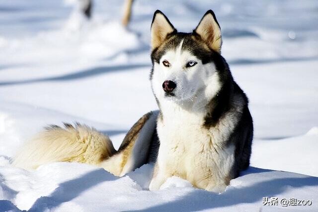 腊肠犬贵不贵？腊肠犬大概多少钱一只！