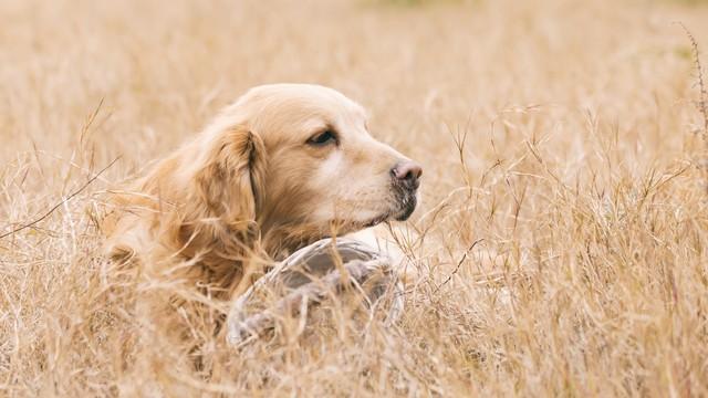 德国牧羊犬图片大全大图？德国牧羊犬图片大全大图多少钱！