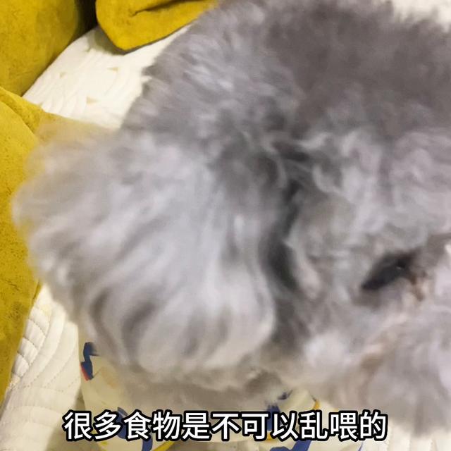 比熊犬多少钱一只幼崽？比熊犬多少钱一只幼崽便宜！