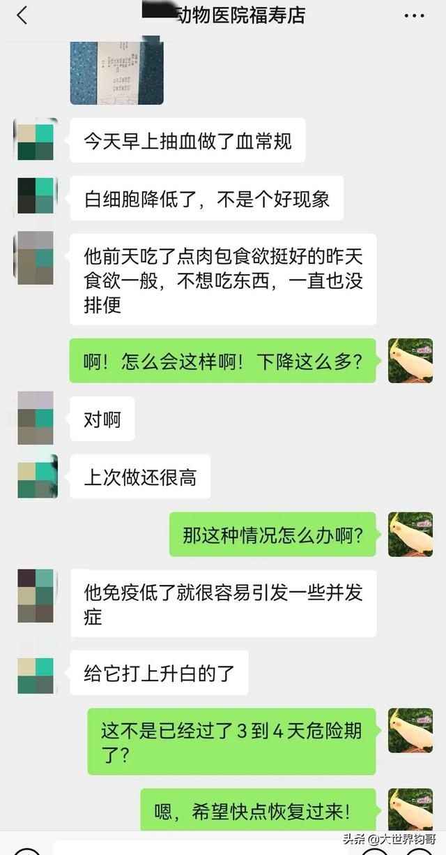 幼犬得细小五天症状（狗狗得了细小五天了看着有好转了能恢复吗）