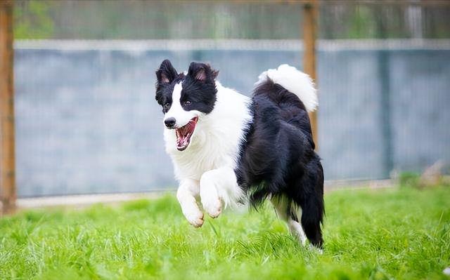 腊肠犬一般多少钱一只（腊肠犬幼犬价格）