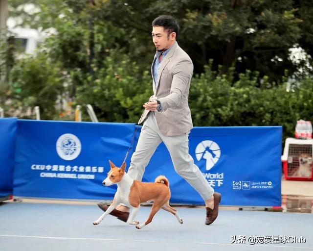 迷你雪纳瑞犬多少钱一只（小型雪纳瑞犬多少钱）