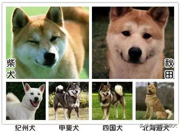 黑色秋田犬多少钱一只（虎斑秋田犬多少钱一只）