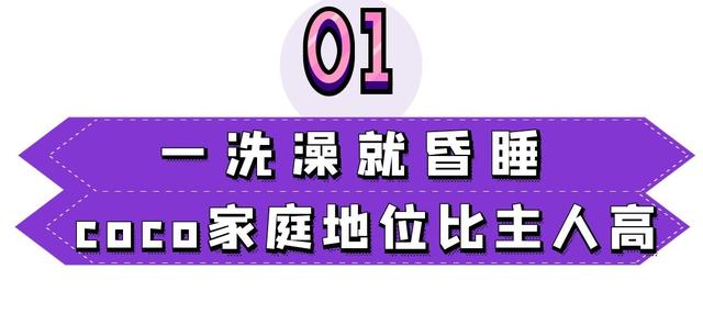 狗可以吃红心火龙果吗（狗为什么不能吃红心火龙果）