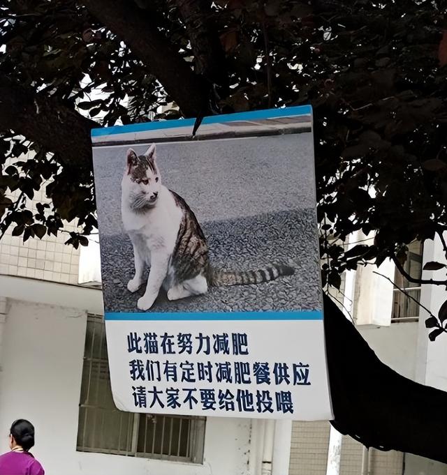 猫能吃薯片吗_（猫为什么不能吃薯片）