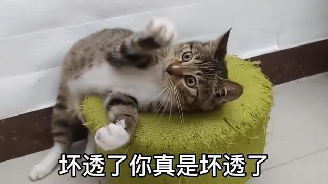 小猫突然像哮喘一样抽气（猫咪急促喘气感觉像有东西卡住了）