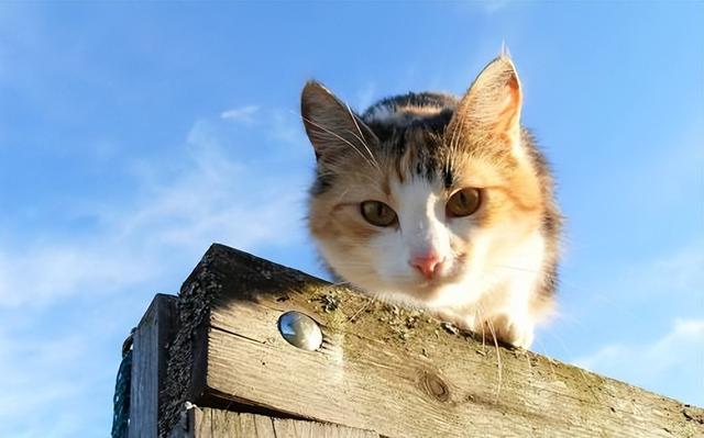 野猫整天叫的跟小孩子哭一样（野猫半夜叫得像婴儿哭是为什么）