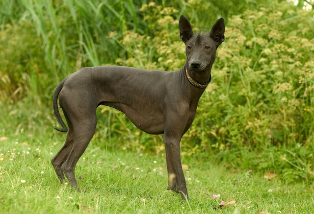 爱斯基摩犬幼犬图片（大型爱斯基摩犬多少钱一只）