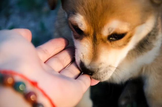 狗狗一直发出吞咽的声音（狗狗突然频繁的咽唾液舔东西肚子一直叫呼吸有呼噜声）