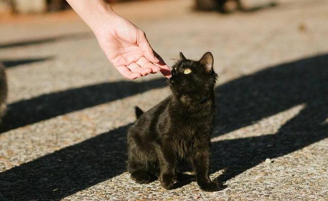 猫咪越养越不亲人（家养的猫为什么看见人就跑）