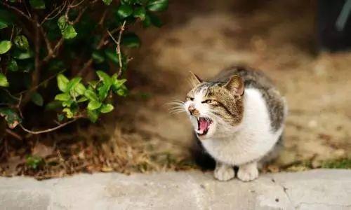 喂流浪猫会被它咬吗（流浪猫喂食后咬人）