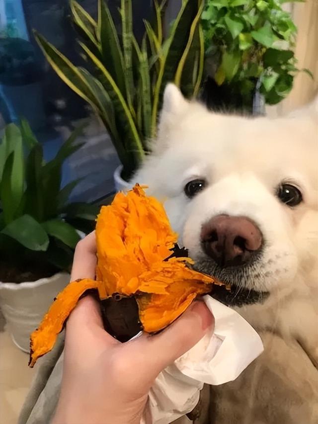 狗狗不能吃西兰花吗（狗可以吃西兰花吗）