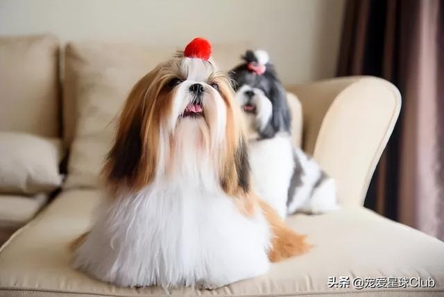 韩国西施犬价格（西施犬大概多少钱一只）