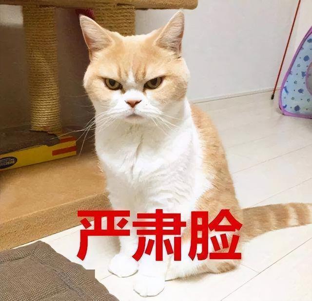 猫砂是什么东西做成的（猫砂是用来做什么的）