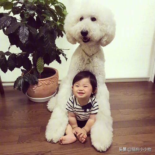 边牧犬多少钱一只幼崽纯种（边牧犬多少钱一只幼崽图片）