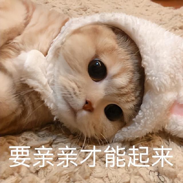 猫咪知道主人对它的好吗（猫知道主人对他好吗）