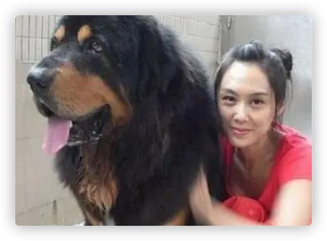 巨型泰迪犬多少钱一只,这个价格你能接受吗（巨型泰迪多少钱一个）