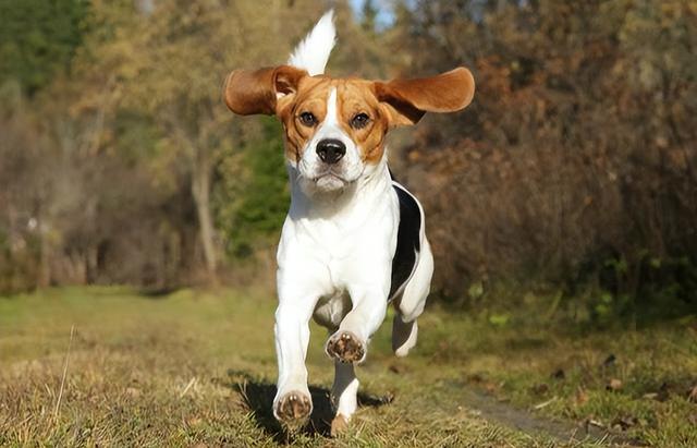 2种名犬图片及名字及资料（各种名犬图片及名字