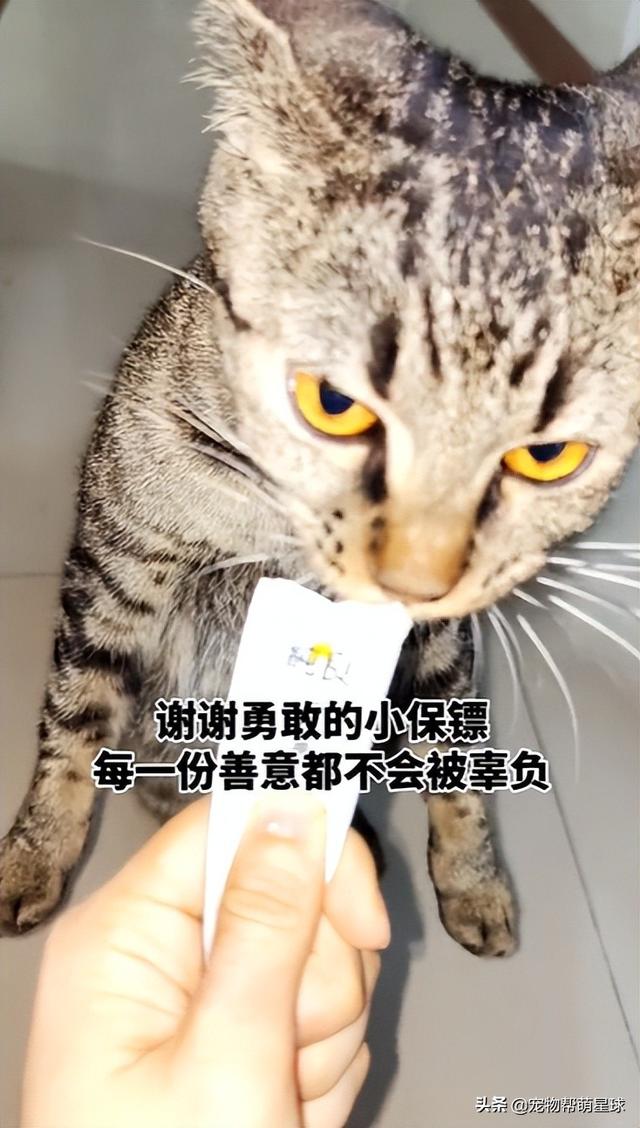 流浪猫有什么特征（流浪猫喜欢什么样的人）